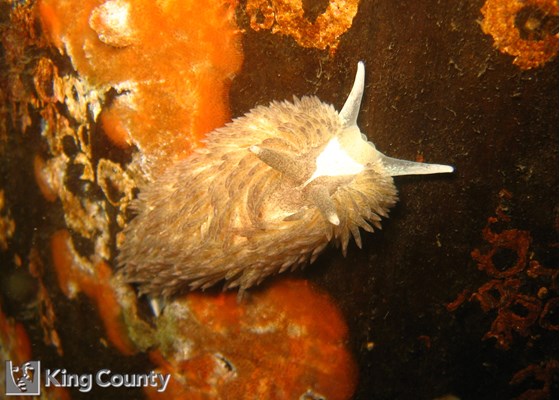 Photo of Aeolidia sp.